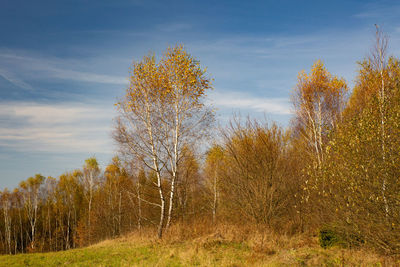 Trees on field against sky during autumn