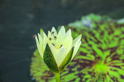 Close-up of flowering plant