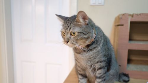 Close-up of a cat looking away at home