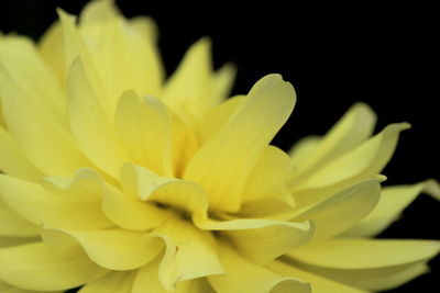 Close-up of yellow flower against black background