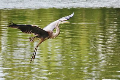 Bird flying over lake