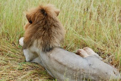 View of an animal resting on field