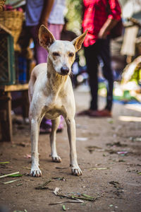 Low section of dog standing outdoors