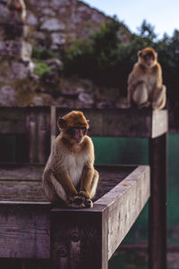 Monkey sitting on wooden railing