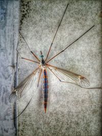 Close-up of dragonfly