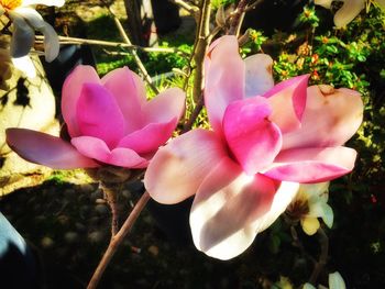 Close-up of pink rose