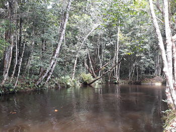 Scenic view of lake in forest