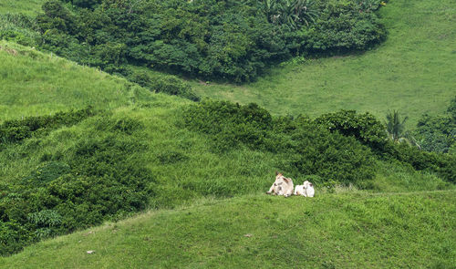 View of a sheep on grassland