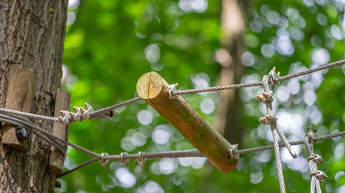 Close-up of rope on branch