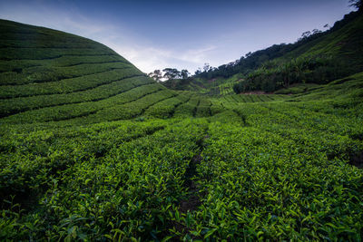 Scenic view of agricultural field against sky