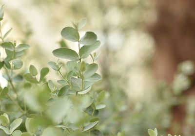 Close-up of white flowering plant leaves