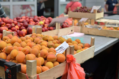 Boxes with apricots on green market desk in spring