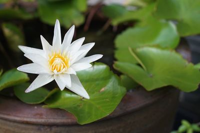 Close-up of white flowering plant