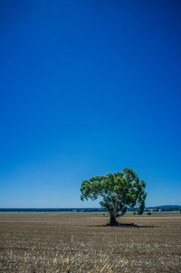 Tree on field against clear blue sky during sunny day