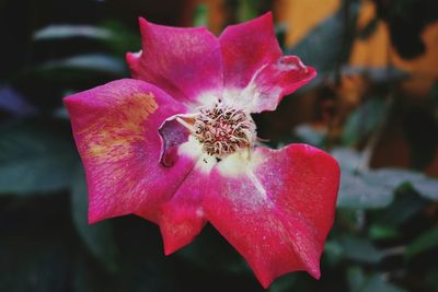 Close-up of pink flower