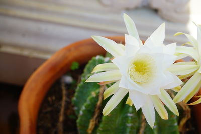 Close-up of white flowering plant