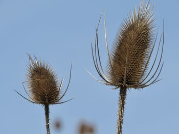 Low angle view of dried plant against clear sky