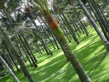 Trees growing in park