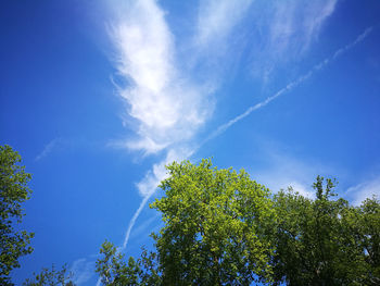 Low angle view of trees against blue sky