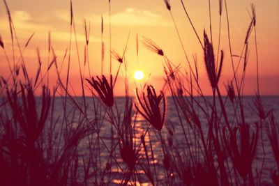 Scenic view of sea at sunset