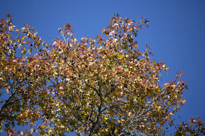 Low angle view of tree against clear blue sky