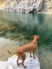 Side view of dog standing in water