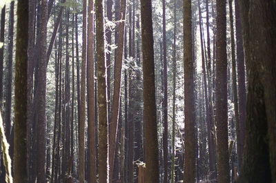 Trees in forest