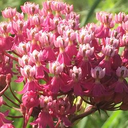 Close-up of pink flowers