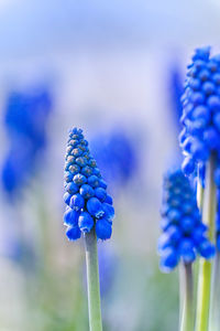 Close-up of purple flowering plant