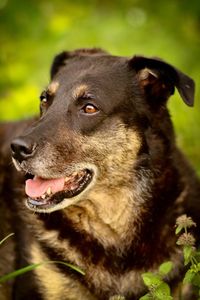 Close-up of dog