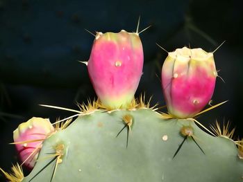 Close-up of cactus flower