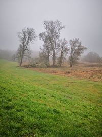 Trees on field against sky