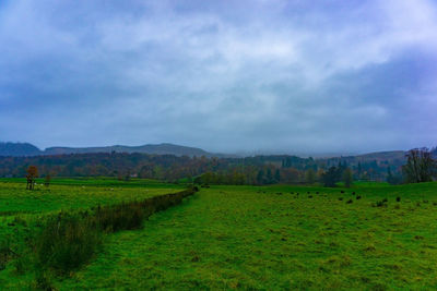 Scenic view of agricultural field against sky