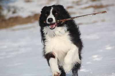 Dog on snow