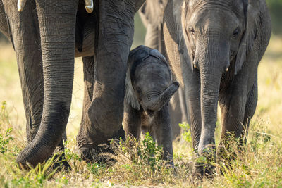 Baby african elephant walking between two others