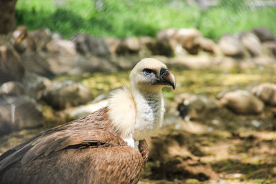 Close-up of eagle