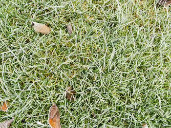 High angle view of snake on grass