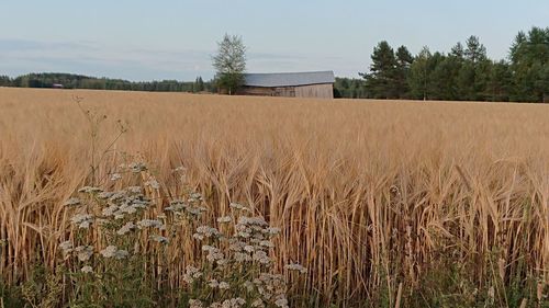 View of stalks in field against sky