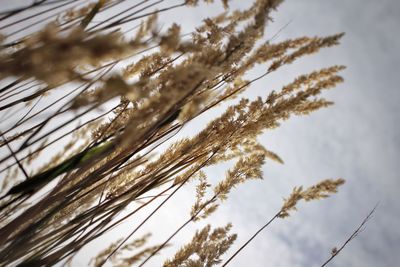 Low angle view of plants against sky