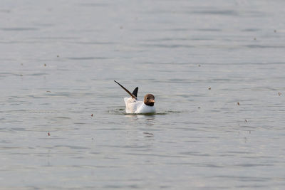 Duck swimming in a lake