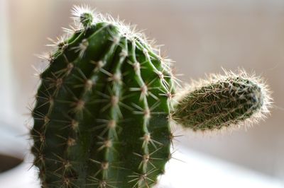 Close-up of plant