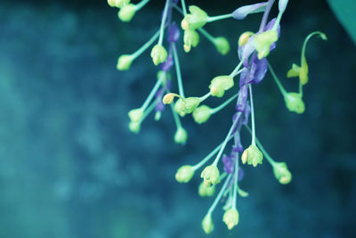 Close-up of purple flowering plant