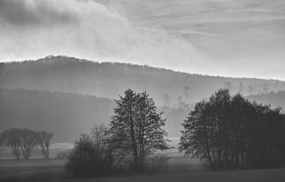 Winter Trees