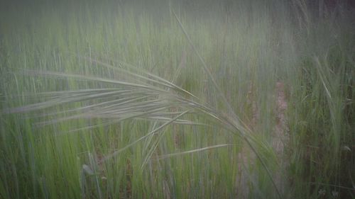 Plants growing on landscape