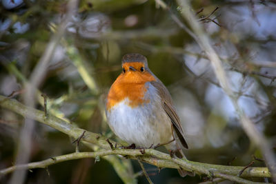 Close-up of bird perching on branch