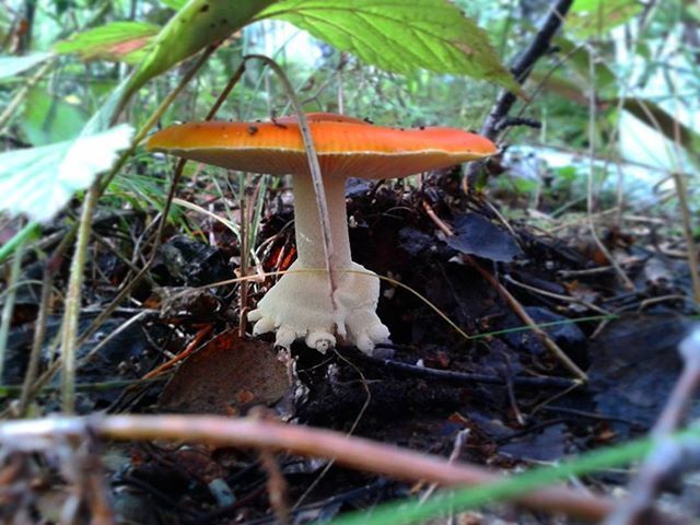 mushroom, fungus, close-up, focus on foreground, toadstool, forest, growth, nature, selective focus, plant, dry, leaf, day, white color, edible mushroom, field, outdoors, fragility, beauty in nature, season