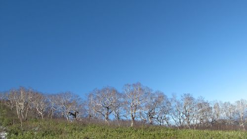 Scenic view of grassy field against blue sky