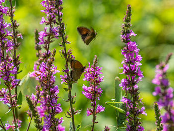 Close-up of bee pollinating on purple flower