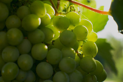 Close-up of grapes in vineyard