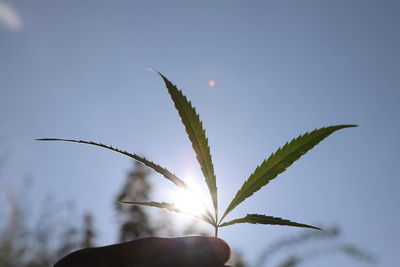 Close-up of hand holding plant against sky